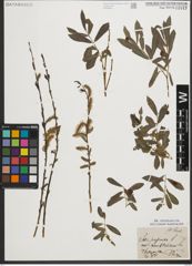 Foto von Salix purpurea L.